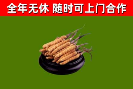 攀枝花烟酒回收冬虫夏草.jpg